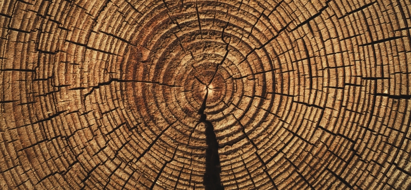 tree rings cross section - invest in tree blog post image
